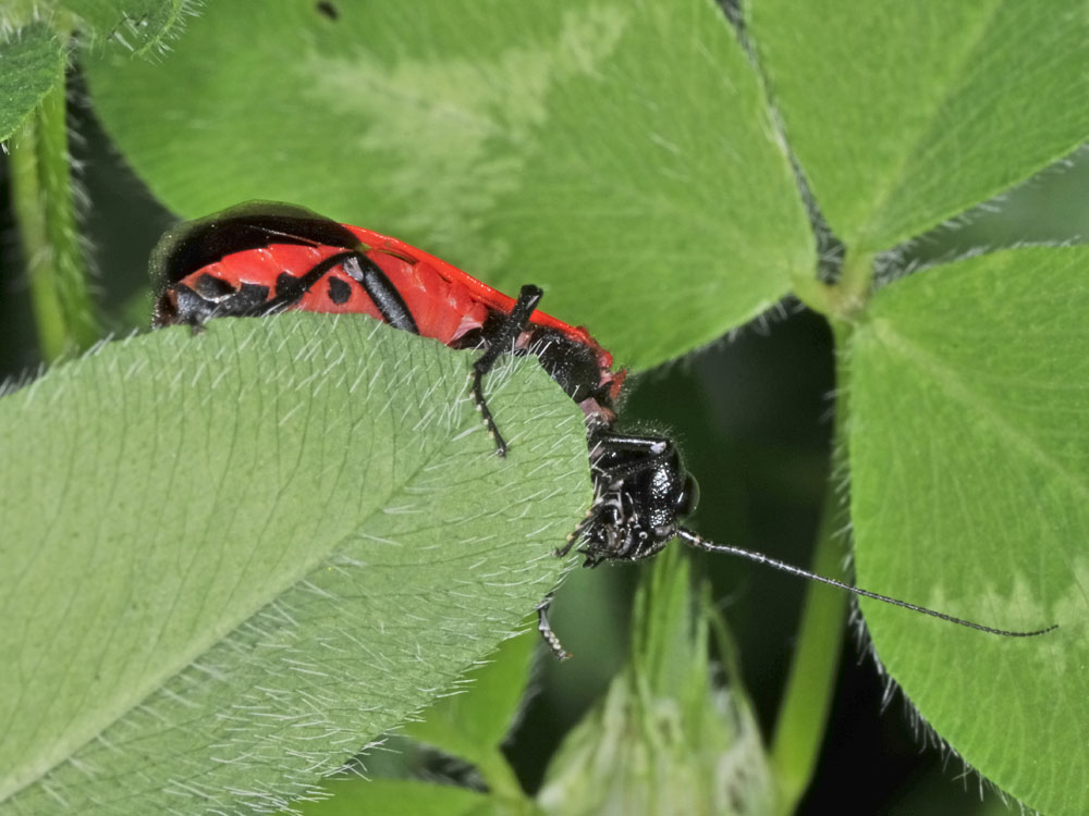 Pamphilidae: Caenolyda binaghii !!!